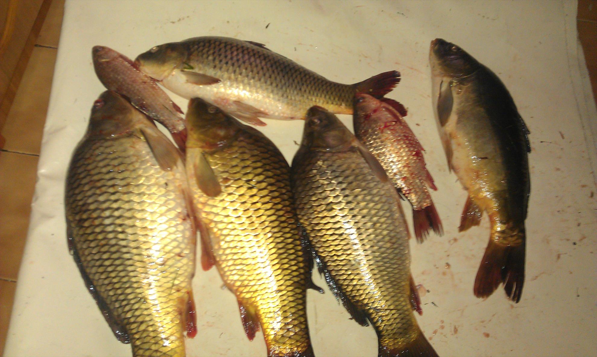 pescut la crap - imag0076.jpg